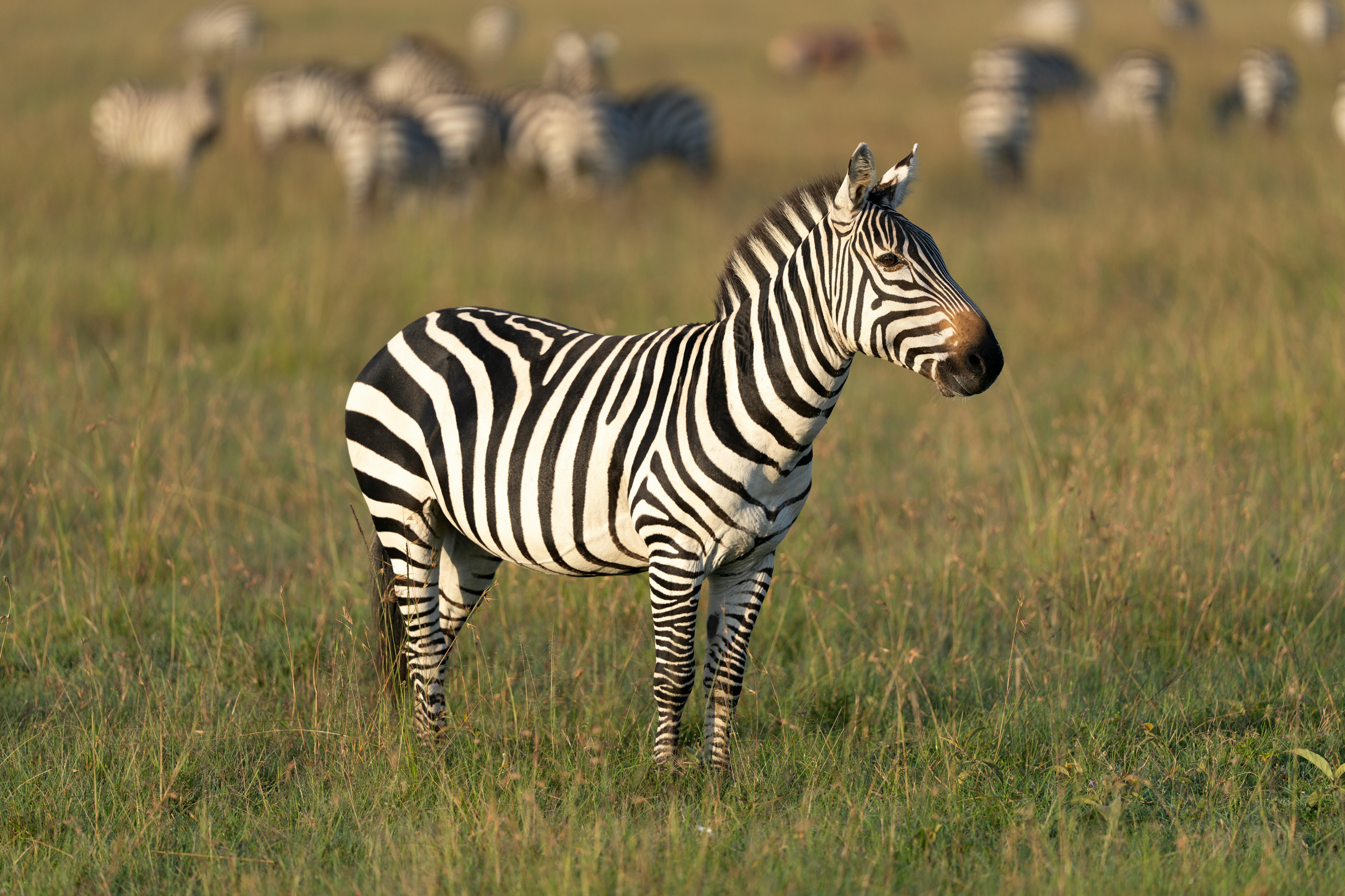 5-Day Masai Mara Safari