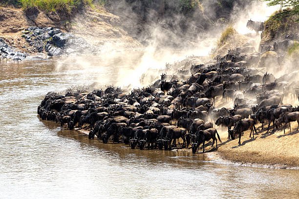 Best Time of Year to Visit Kenya for an Unforgettable Safari - Africa Travel Blog