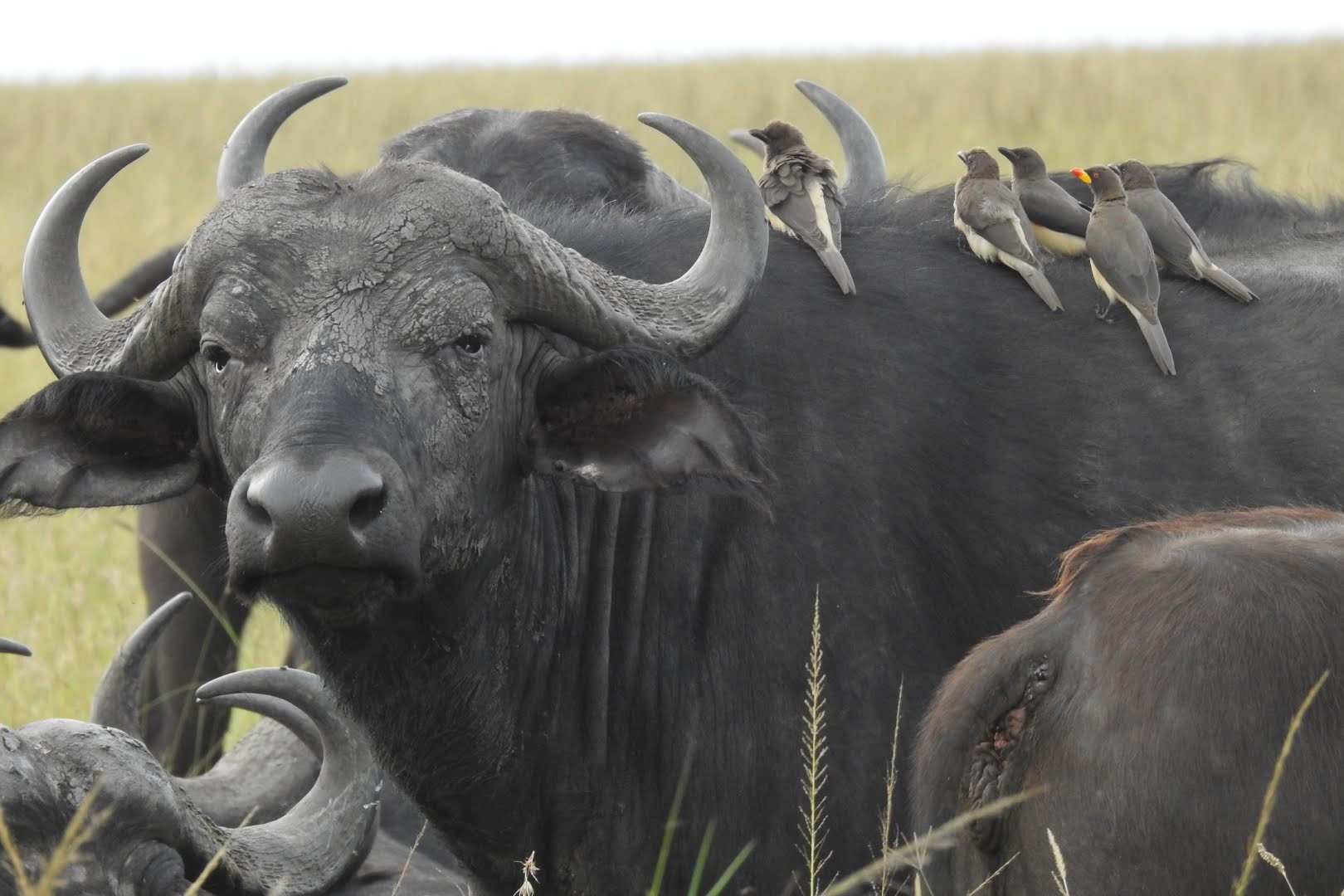Majestic Wednesday - Meet The African Buffalo - Africa Travel Blog